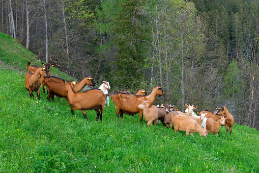 A herd of goats graze on a hill. Goats eating grass