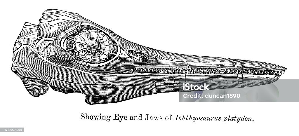 Ichthyosaurus platyodon-Temnodontosaurus - Royalty-free Animal Ilustração de stock