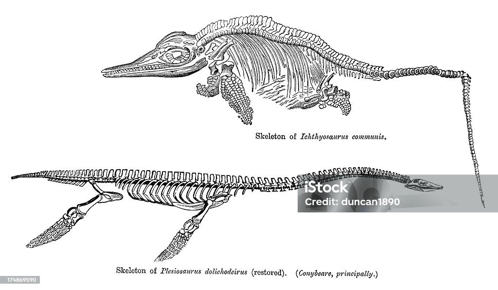 Ichthyosaurus and Plesiosaurus Vintage engraving from 1883 of a the skeletonsof an Ichthyosaurus communis and Plesiosaurus dolichodeirus Ancient History stock illustration