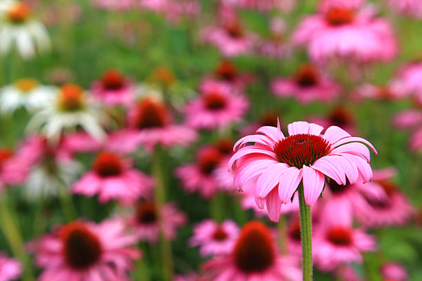 эхинацея крупный план - close up flower high contrast spring стоковые фото и изображения