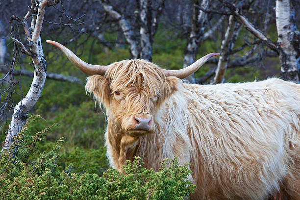 highland cattle - animal hair animal galloway scottland stock-fotos und bilder