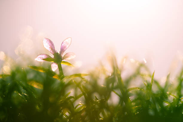 istock Flower in the morning light 174869737