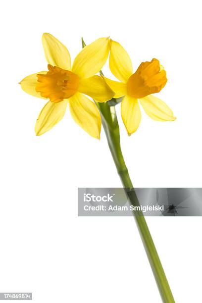 Narcissus Flowers Stock Photo - Download Image Now - Beauty In Nature, Blossom, Copy Space