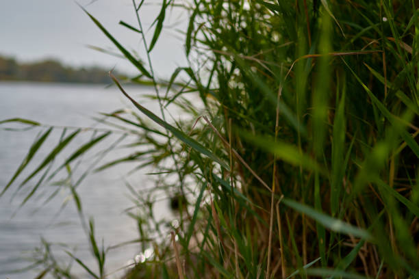 green reeds growing on the river bank