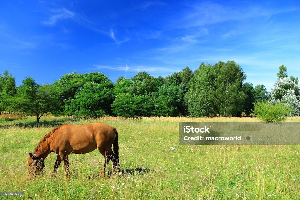 Pferde auf Weiden grasen - Lizenzfrei Braun Stock-Foto