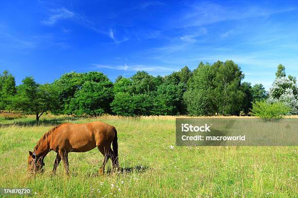 Pferde Auf Weiden Grasen Stockfoto und mehr Bilder von Braun - Braun, Feld, Gras