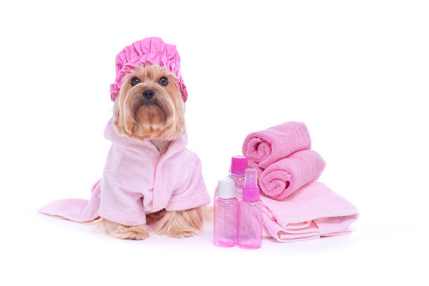 istock Yorkshire Terrier in a robe and shower cap 174870957