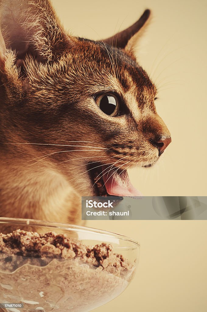 Rosetten Essen Abendessen - Lizenzfrei Abessinierkatze Stock-Foto