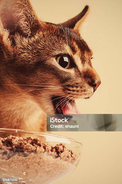 Abyssinian 저녁 식사 갈색에 대한 스톡 사진 및 기타 이미지 - 갈색, 고양이 사료, 귀여운