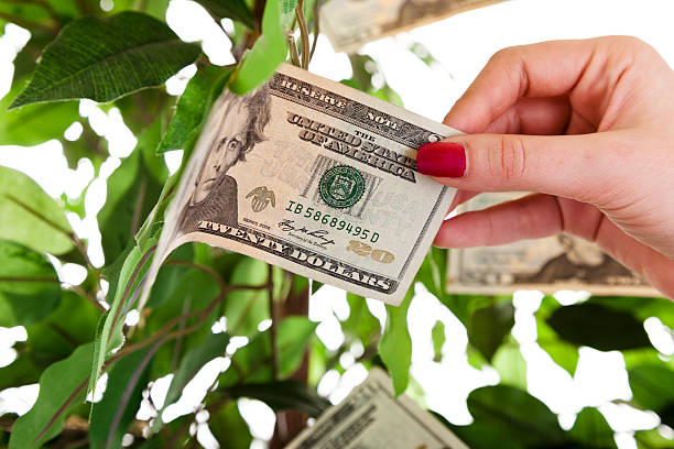 finanças: feminino mão alcançando de dinheiro crescer na árvore. - wealth paper currency incentive money doesnt grow on trees imagens e fotografias de stock