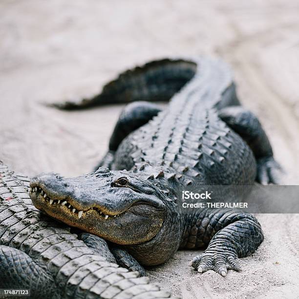 Aligátor Americano - Fotografias de stock e mais imagens de Aberto - Aberto, Aligátor, Animal