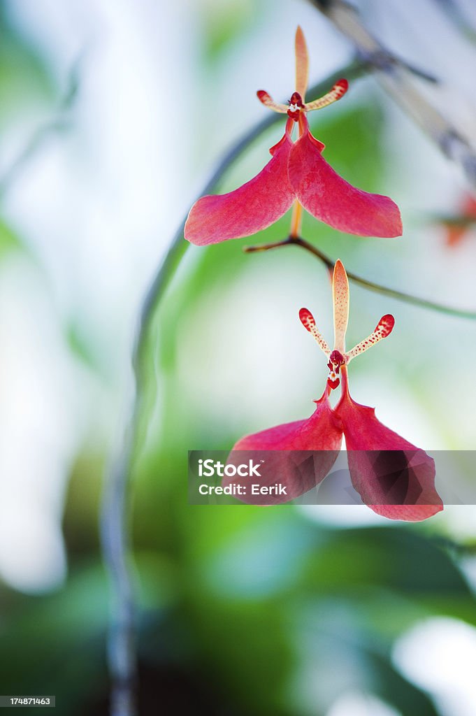 Fiori di orchidea - Foto stock royalty-free di Ambientazione esterna