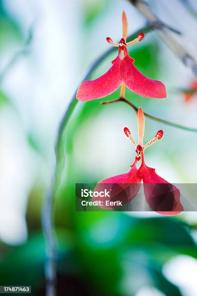 Fiori Di Orchidea - Fotografie stock e altre immagini di Ambientazione esterna - Ambientazione esterna, Bellezza naturale, Bocciolo