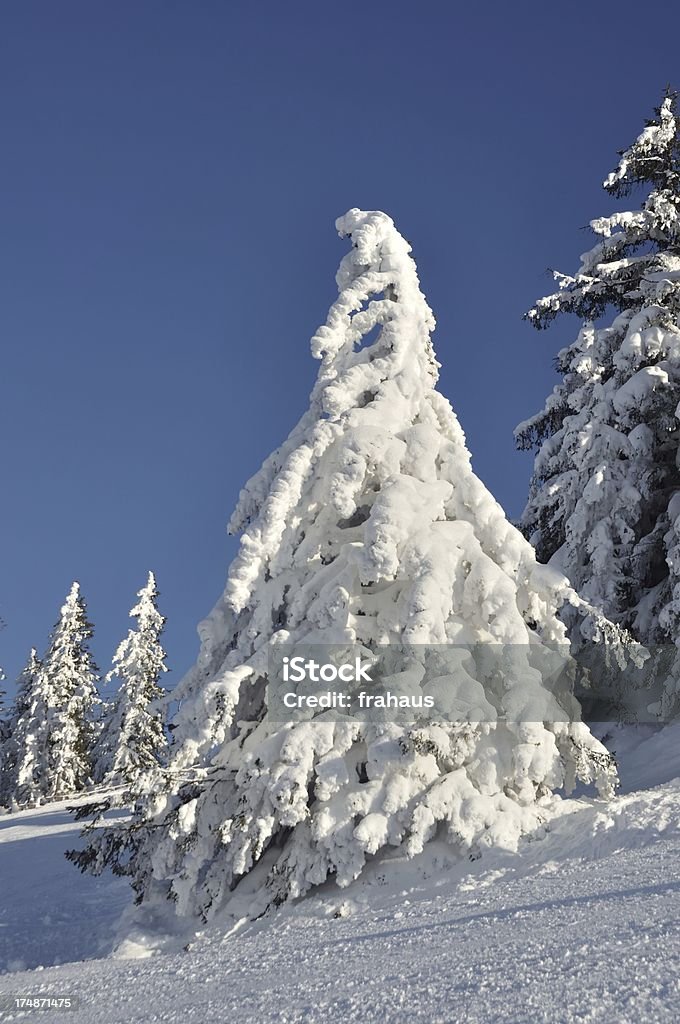 Albero coperto con neve - Foto stock royalty-free di Albero