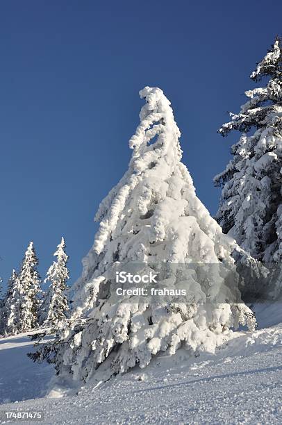 Albero Coperto Con Neve - Fotografie stock e altre immagini di Albero - Albero, Alpi, Ambientazione esterna