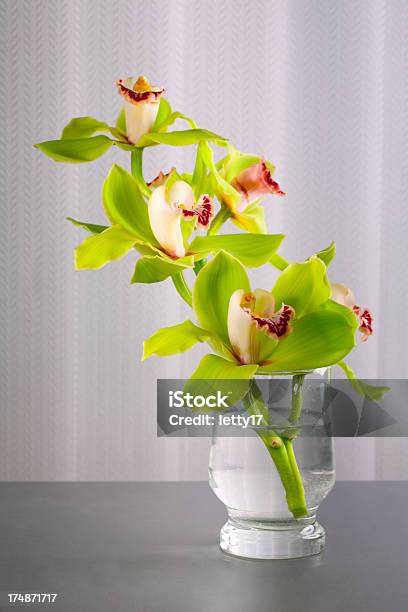 Orchid Flower Foto de stock y más banco de imágenes de Belleza de la naturaleza - Belleza de la naturaleza, Color - Tipo de imagen, Cymbidium