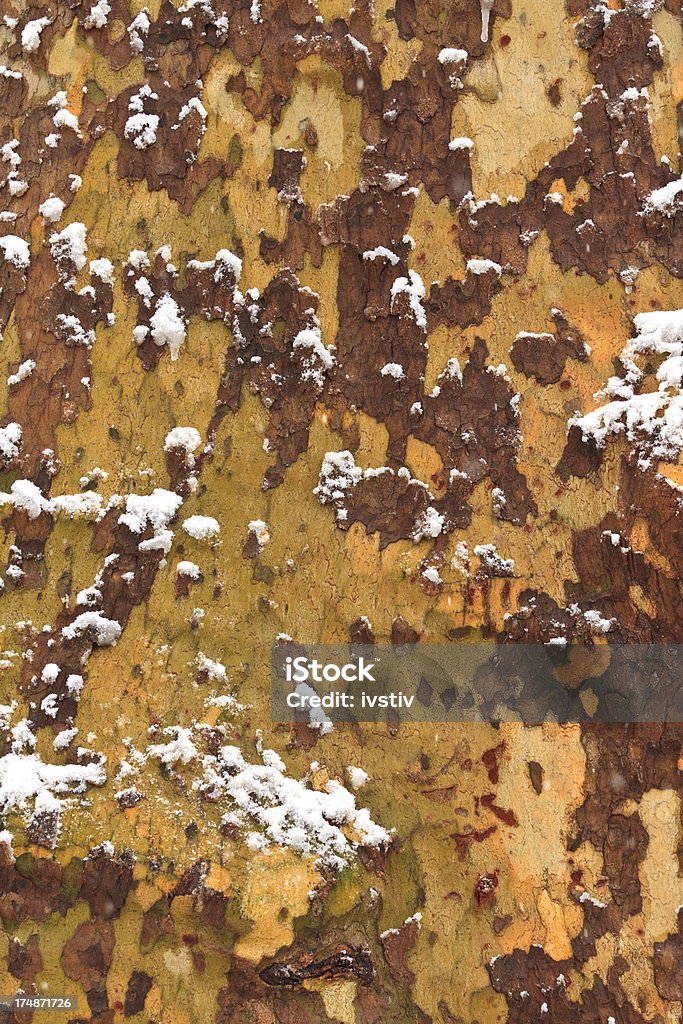 겨울맞이 나무껍질 - 로열티 프리 0명 스톡 사진