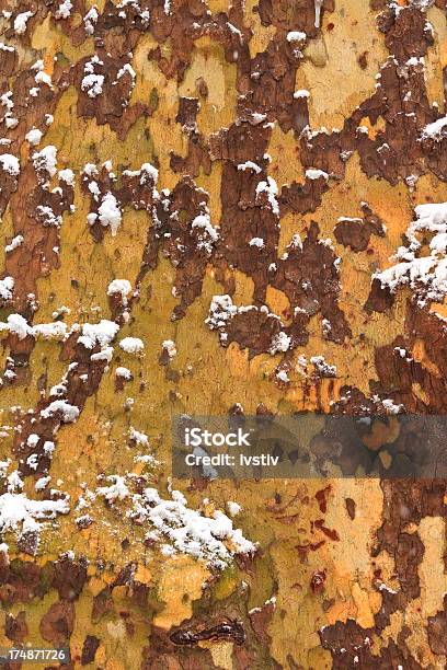Зимние Bark — стоковые фотографии и другие картинки Абстрактный - Абстрактный, Без людей, Бревно