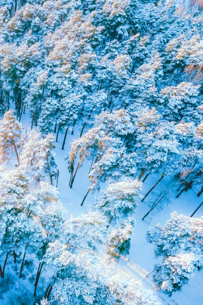 istock View of the coniferous forest from the air after a snowfall 1748717458