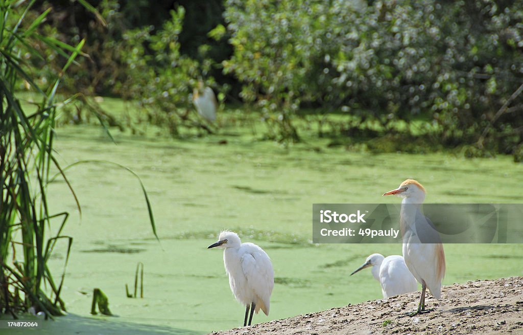 Airone guardabuoi nei pressi di un laghetto - Foto stock royalty-free di Ibis