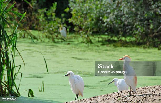 Airone Guardabuoi Nei Pressi Di Un Laghetto - Fotografie stock e altre immagini di Ibis - Ibis, Airone guardabuoi, Ambientazione esterna