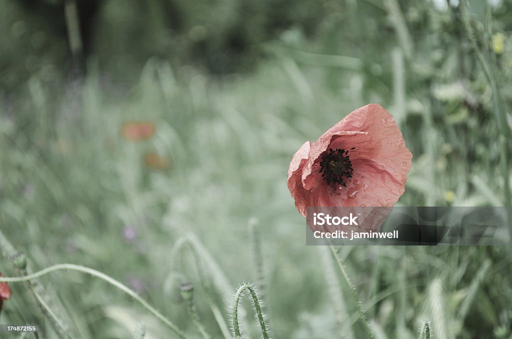 poppy crece en campo de césped - Foto de stock de Amapola - Planta libre de derechos