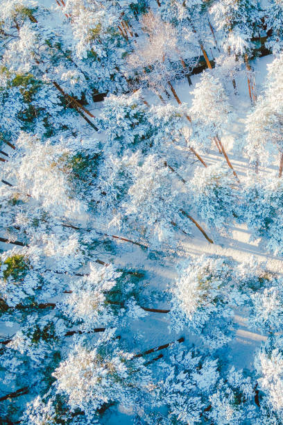 istock View of the coniferous forest from the air after a snowfall 1748722469