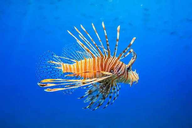 Red lionfish (Pterois miles) is common in the Red Sea and the Indian Ocean.