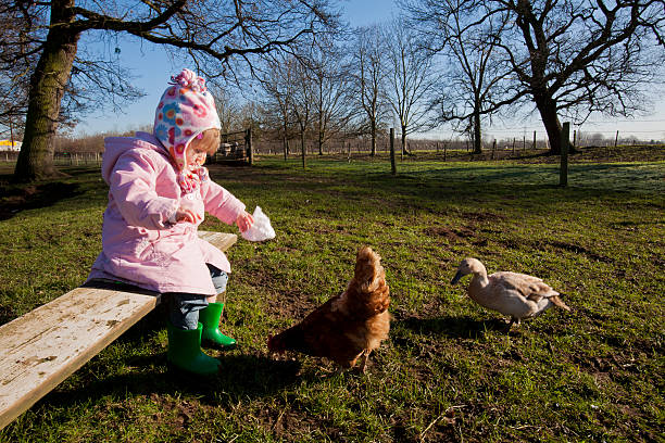 маленькая девочка, кормления chickens в контактном ферма - zoo agricultural fair child farm стоковые фото и изображения