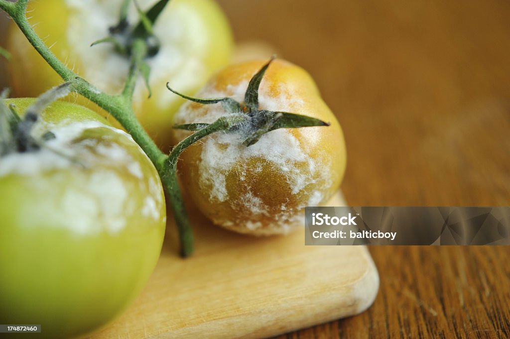 Gray Mold disease - Botrytis cinerea Green tomatoe with Gray Mold disease (Botrytis cinerea) and Phytophtora infestans. Tomato Stock Photo