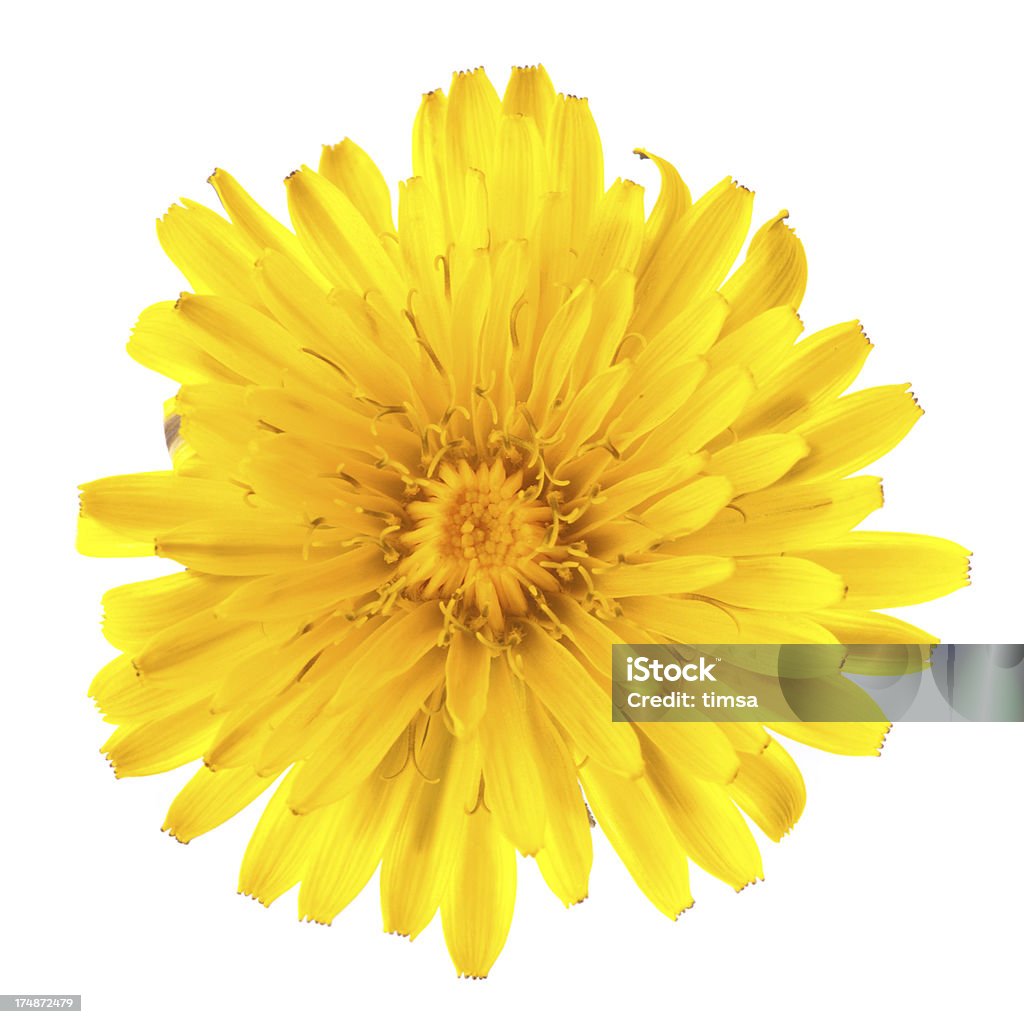 Dente-de-leão Uma única flor isolada no branco - Foto de stock de Amarelo royalty-free