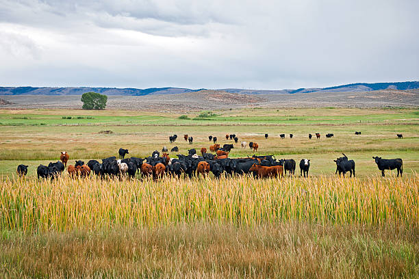 istock Cows by Road 89 Western USA 174872604