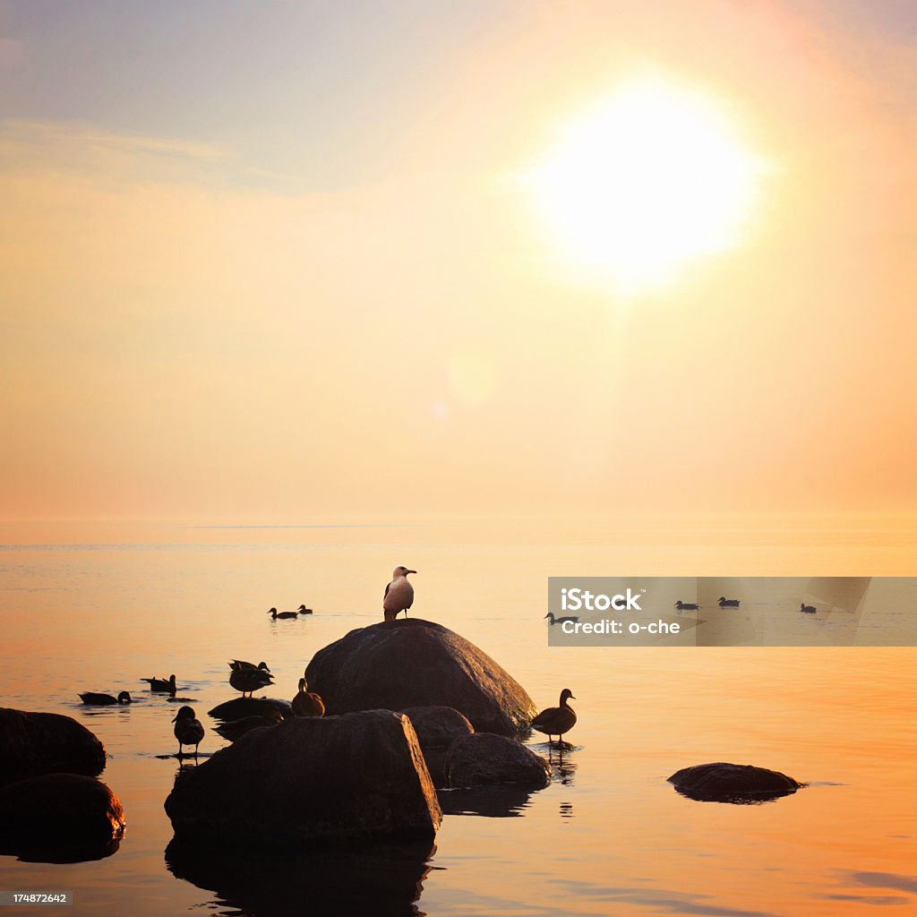 Sea sunset Sea sunset landscape with birds Bird Stock Photo