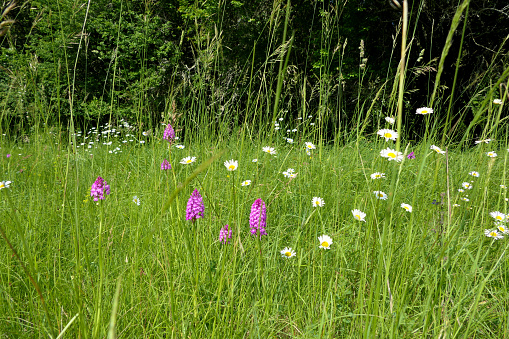 Pyramidal Orchid (Anacamptis pyramidalis) and Ox-eye Daisies (Leucanthemum vulgare) growing wild in a meadow