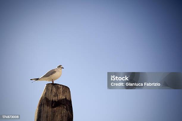 Venetian Gaivota - Fotografias de stock e mais imagens de Atracado - Atracado, Azul, Culturas