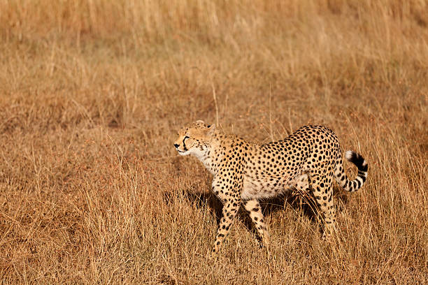 istock Male cheetah in Masai Mara 174873377