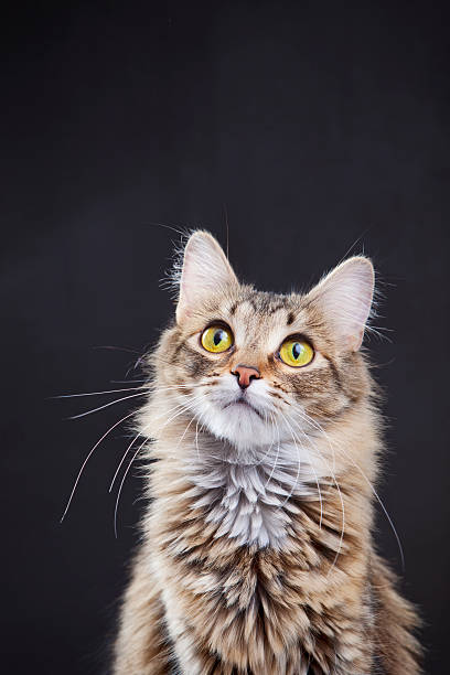 istock Portrait of a cat looking up on black background 174873405