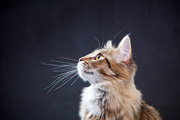 istock Portrait of a cat 174873406
