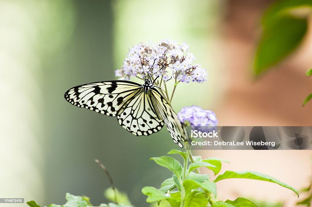 Noir et blanc papillon de papier de riz - Photo de Aile d'animal libre de droits