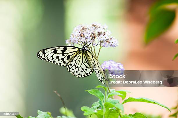 Czarny I Biały Papier Ryżowy Motyl - zdjęcia stockowe i więcej obrazów Biały - Biały, Bliskie zbliżenie, Czarny kolor