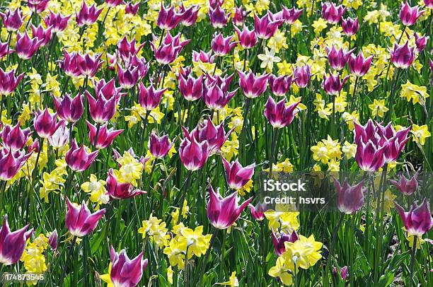 Field Of Желтый Нарцисс И Розовые Тюльпаны В Весна — стоковые фотографии и другие картинки Lady Tulip - Lady Tulip, Rembrandt Tulip, Без людей