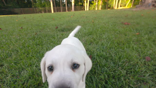 Day 45 White Lab Puppy - Playful Pup Following Camera - Wooded Area