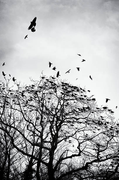 istock crows gathering at dusk in bare winter twilight trees 174873951