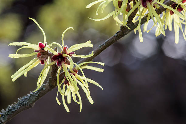 american'hammamélis éclosion d'une fleur en hiver - american witchhazel witch hazel liniment astringent photos et images de collection