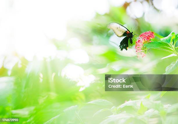 Foto de Borboletas Tropicais e mais fotos de stock de Animal - Animal, Asa animal, Beleza natural - Natureza