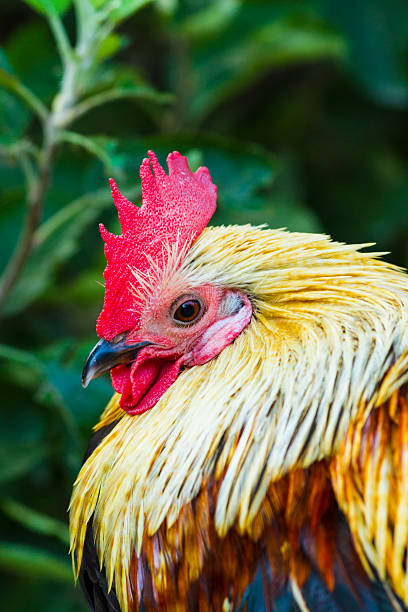 istock Brightly Coloured Rooster Portrait 174874010
