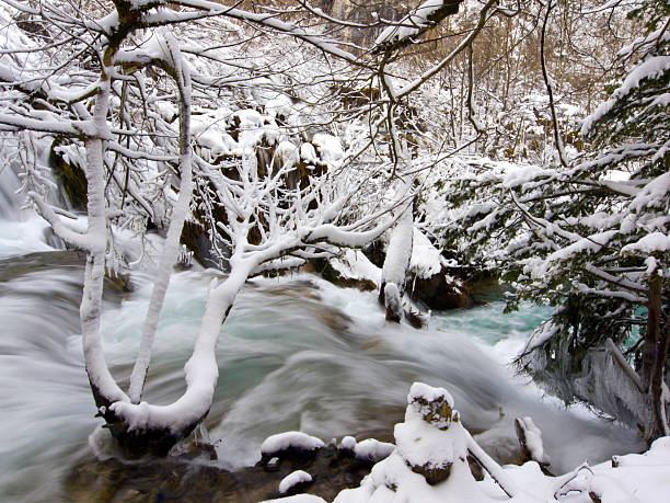 detalhe de inverno - plitvice lakes national park croatia winter sparse - fotografias e filmes do acervo