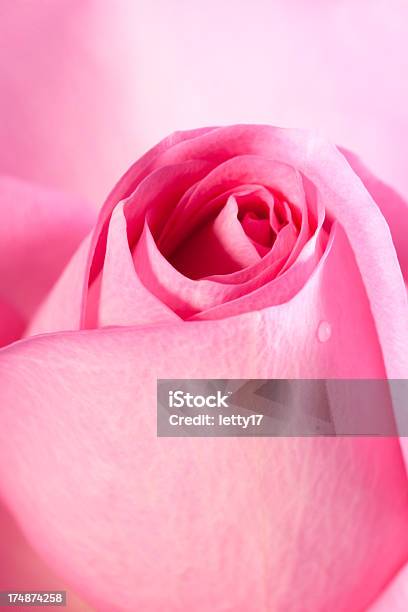 Fiore Di Rosa - Fotografie stock e altre immagini di Bellezza naturale - Bellezza naturale, Composizione verticale, Fiore