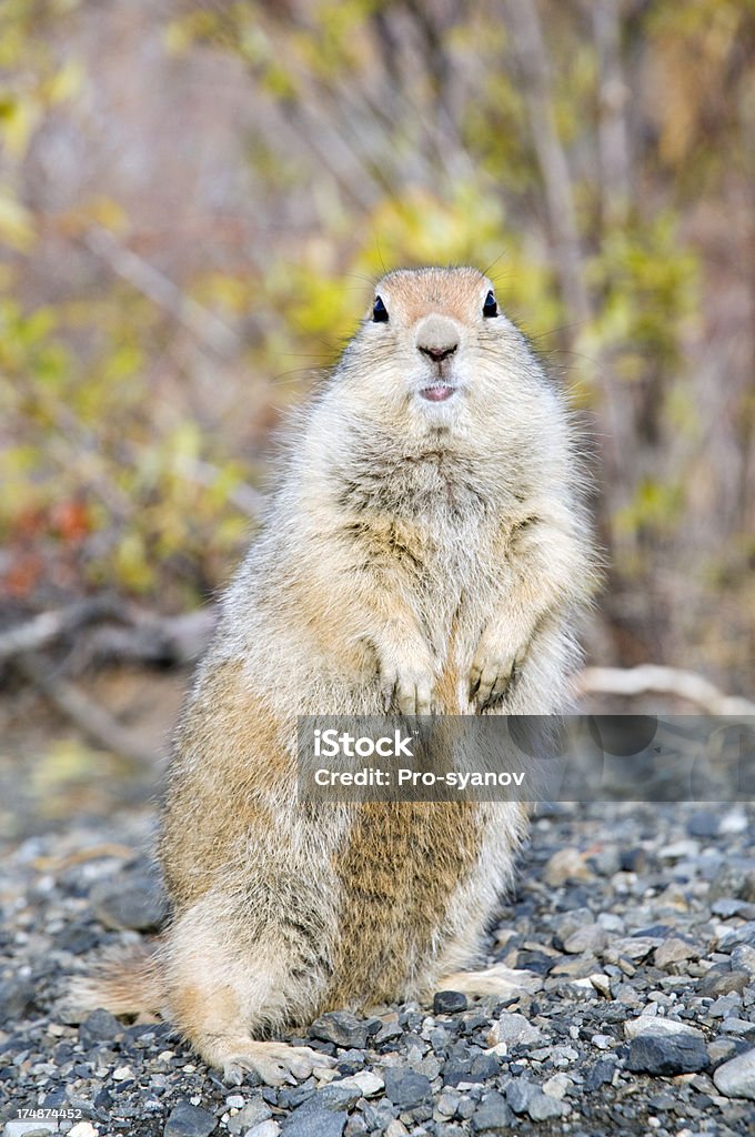 Écureuil terrestre - Photo de Fédération de Russie libre de droits