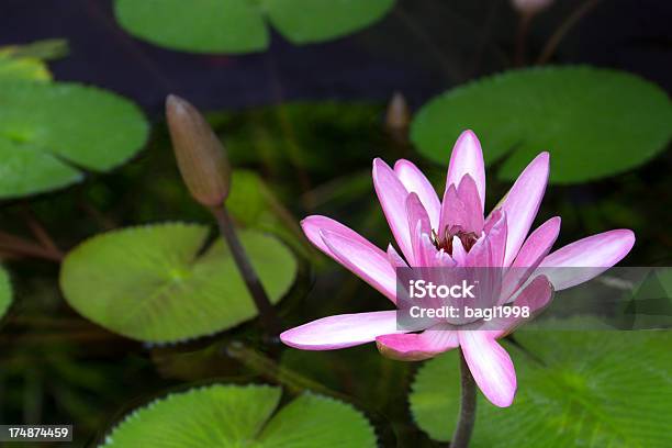 Lotus Blumen Nahaufnahme Stockfoto und mehr Bilder von Asiatische Kultur - Asiatische Kultur, Asien, Blume